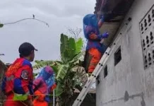 Call Center Kegawatdaruratan 112 Terima Aduan Serangan Tawon 74 Kali