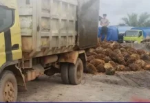 Angkut Sawit Curian, Sopir Truk Diciduk Polisi