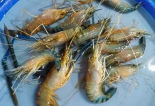 Udang Galah, Si Capit Biru Primadona Meja Makan