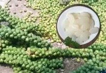 Manfaat Kolang-Kaling untuk Kesehatan