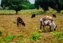 DPRD Kalteng Dorong Pemda dan Warga Dukung Perkembangan Usaha Peternakan