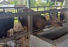 Pemko Palangka Raya Perketat Pengawasan Daging Sapi di Pasar