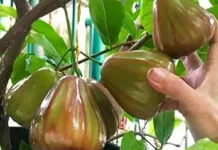 Jambu Air Bisa Berbuah di Setiap Musim