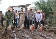 Polda Kalteng Tanam Jagung di Sela Sawit, Target Swasembada Pangan 2026