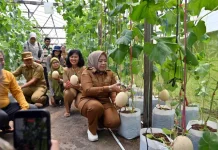 Bupati Kobar Panen Melon di Pusat Pelatihan Pertanian