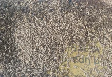 Budidaya Maggot Ubah Sampah Organik Jadi Peluang Ekonomi