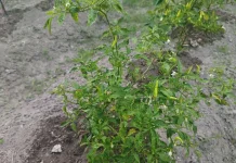 Tanam Cabai di Pekarangan Bantu Penuhi Kebutuhan Dapur