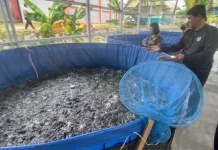 Harga Ikan Mahal namun Bibit Ikan Murah