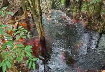 Mengenal Air Hitam Gambut, Ciri Khas Perairan di Lahan Basah