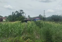 Berkebun Jagung di Halaman Rumah, Solusi Produktif dan Bernilai Ekonomi