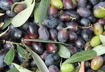 Manfaat Zaitun untuk Perawatan Kulit, Alami dan Kaya Nutrisi