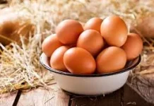 Asal Ayam Petelur Omega 3