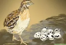 Bisnis Burung Puyuh Cepat Cuan