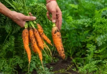 Wortel Menyediakan Nutrisi Penting untuk Kesehatan Tubuh