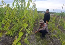 Dukung Ketahanan Pangan, Polsek Rakumpit Cek Tanaman Ubi Ungu di Elea Farm