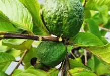 Daun Jambu Biji Berkhasiat Bagi Kesehatan
