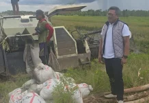 Antisipasi El Nino, Bulog Kalteng Optimalisasi Penyerapan Beras