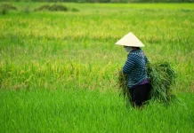 Cetak Sawah Kalteng Masih Hadapi Kendala SDM Petani