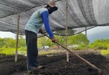 Anggota DPRD Dorong Pemko Palangka Raya Perkuat Sektor Pertanian