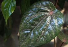 Daun Sirih Merah, Obat Herbal Tradisional bagi Kesehatan