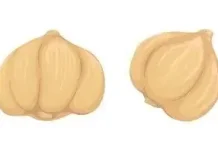 Pernapasan Sehat Berkat Kapulaga