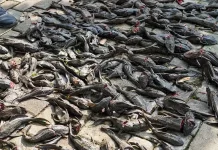 Penyebab Ikan Sapu-Sapu Melimpah di Sungai
