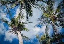 Janur Kelapa dan Tradisi Pernikahan di Indonesia