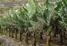Batang Pisang Jadi Rahasia Alami Menyuburkan Rambut