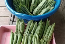 Manfaat Daun Sirih untuk Kesehatan