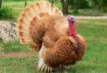 Keunikan Ayam Kalkun