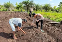 Dukung Ketahanan Pangan, Polsek Pahandut Tanam Jagung Pipil Kuartal II