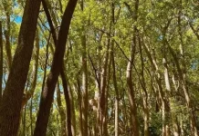 Kapur Barus Usir Serangga secara Alami