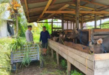 Jelang Iduladha, Harga Hewan Kurban di Palangka Raya Naik