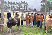 Dorong Ketahanan Pangan Daerah, Pemkab Kobar Gelar Kontes Ternak di Pangkalan Lada