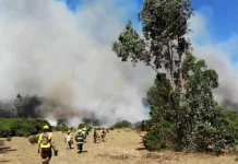 Karhutla Terjadi di Kalimantan Tengah Menjelang Musim Kemarau