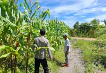 Dukung Ketahanan Pangan, Cek Pertumbuhan Jagung di Tumbang Tahai