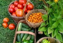 Hobi Berkebun Jadi Tren Baru Anak Muda