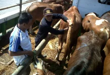 Ratusan Sapi Kurban dari Jatim Tiba di Kalteng
