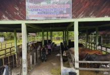 Puskeswan Palangka Raya Pastikan Pemeriksaan Antemortem Hewan Kurban