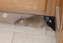Waspada Bahaya Kencing Tikus