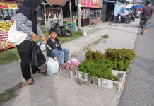 Sayur Pakis Kalakai Sumber Rezeki bagi Masyarakat