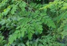 Daun Kelor Bermanfaat bagi Kesehatan, Superfood Alami yang Mudah Ditemukan