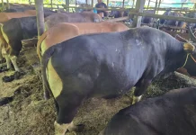 Jelang Iduladha 1447H, Permintaan Sapi dan Kambing di Palangka Raya Meningkat