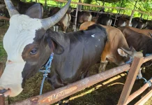 Menjelang Idul Adha, Waspada Daging Kurban Bisa Jadi Bangkai
