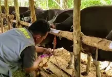 DPKP Palangka Raya Periksa Kesehatan Hewan