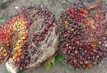 Sawit Sebagai Bahan Baku Utama Minyak Goreng