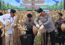 Perkuat Ketahanan Pangan, Kapolda Kalteng Panen Raya Jagung Kuartal II