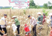 Pemkab Barito Utara Apresiasi Polres Panen Jagung untuk Swasembada Pangan