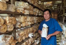 Kisah Petani Jamur Penyintas Stroke Merdeka dari Jerat Rentenir