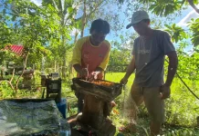 Lebah, Hutan, dan Jalan Bangkit Budiyana